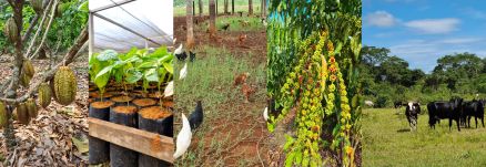 O projeto est sendo desenvolvido no municpio de Aripuan e usa Sistemas Agroflorestais (SAFs) junto a seis famlias de agricultores 