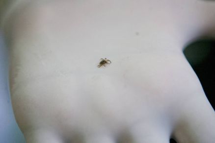 Veterinrio mostra um carrapato-estrela em sua mo