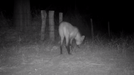 Lobo Guara capturado por cmera de monitoramento da Sema