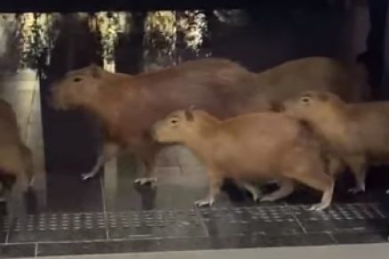 Capivaras passeando na porta da Assembleia Legislativa