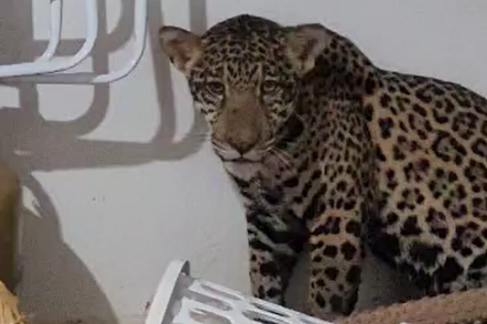 Em um dos vdeos, a ona fica acuada no fundo da rea de uma casa