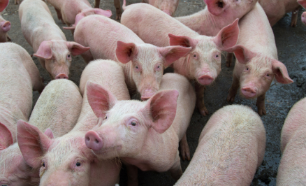 Na vigilncia clnica 137.867 sunos de 103 propriedades rurais, instaladas em 61 municpios, foram vistoriados e nenhum deles apresentou sinais clnicos da PSC.