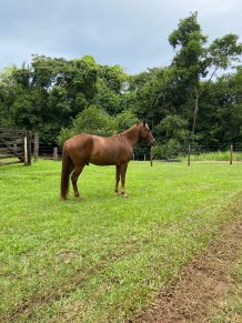 Mormo  uma doena contagiosa causada por uma bactria e que acomete equdeos como cavalos, mulas, jumentos, burros e asnos