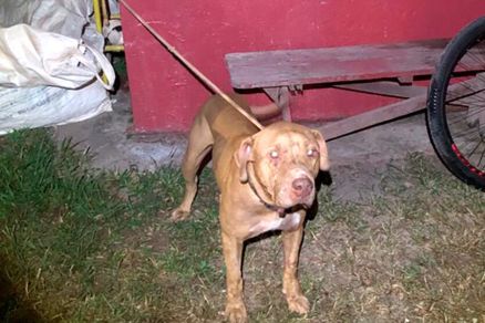 Cachorro foi amarrado at a chegada do Corpo de Bombeiros 