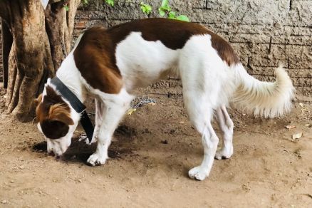 A cadela, que atende pelo nome de Maia