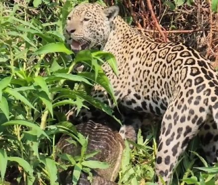 Ona foi flagrada predando um jacar no Pantanal