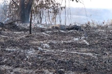 Registro do Pantanal em chamas e do seu rastro de destruio 