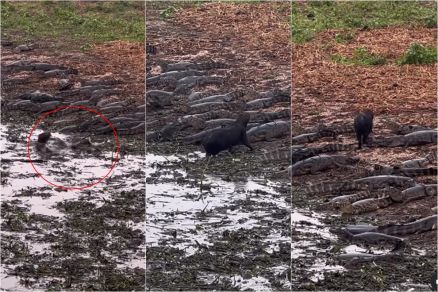 Capivara atravessou entre jacars sem ser mordida por nenhum deles