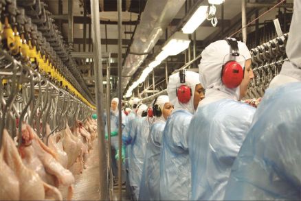 Frigorfico de frango; o produtor brasileiro ainda  alvo de restries 
