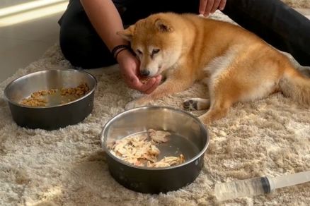 Max, o cozinho diagnosticado com Alzheimer canina, sendo alimentado 