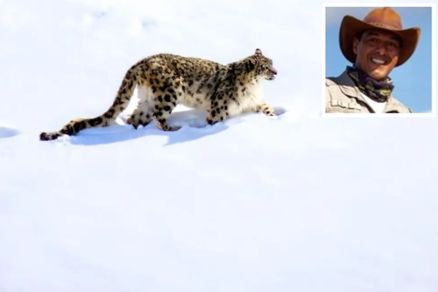 Registro de leopardo-das-neves andando meio a neve na ndia 