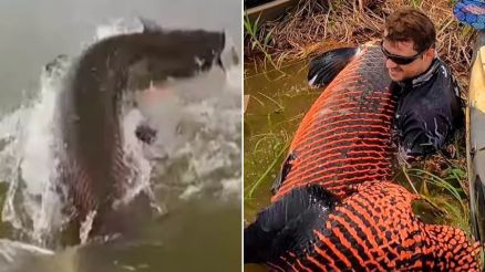 Fabio Fregona mostrou a captura do pirarucu: 'Maiores conquistas'