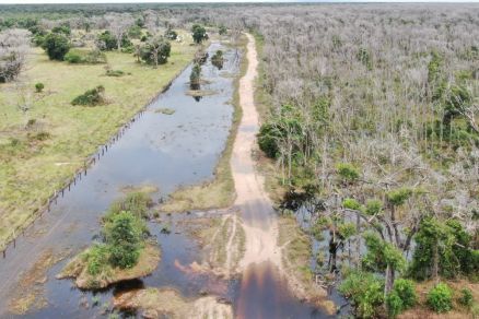 Vegetao atingida por desmate qumico em Baro de Melgao, no Pantanal