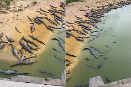 Registro mostra centenas de jacars em lago no Pantanal 