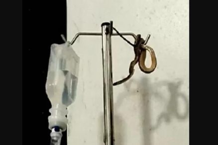 Cobra caiu em suporte de soro