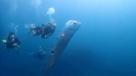 O peixe-remo vive nas profundezas do oceano e muito raramente  visto prximo  superfcie