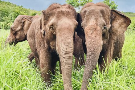 O Santurio abriga animais que viviam em circos ou zoolgicos