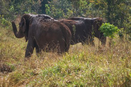 Elefantes que vivem em Santuario, localizado em Chapada dos Guimar�es