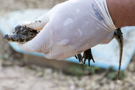 Um dos animais que foi resgatado; filhote estava fragilizado devido  falta de alimento