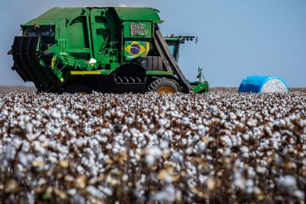 Na safra passada (2023/2024) 532 produtores rurais realizaram o cadastro, sendo registradas 835 propriedades para o cultivo de algodo