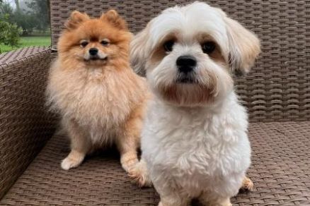 Barth e Lilo, os dois ces que teriam sido levados do hotel por ladres