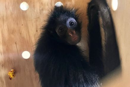 Os macacos enviados ao santurio so de quatro espcies diferentes