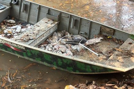 Peixes mortos em lago de Sorriso 