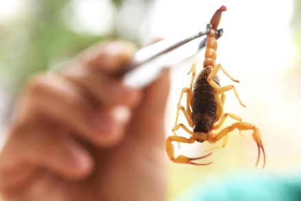 O treinamento tratou de temas como epidemiologia, taxonomia, morfofisiologia, identificao e controle desses animais