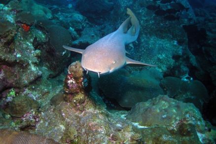 O tubar�o-lixa, esp�cie que atacou mato-grossense