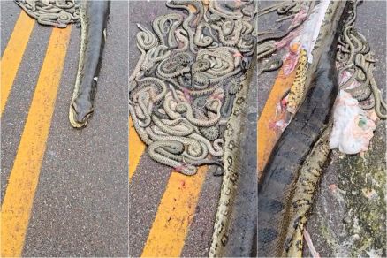 Cobra atropelada e morta; filhotes no resistiram 