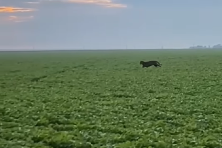Animal foi filmado por trabalhador da fazenda andando entre a planta��o
