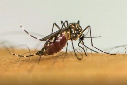 O Aedes aegypti  menor do que os mosquitos comuns e contem listras brancas no tronco, na cabea e nas pernas