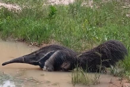 O tamandu�-bandeira recebeu o atendimento necess�rio, ficando cerca de 50 dias internado