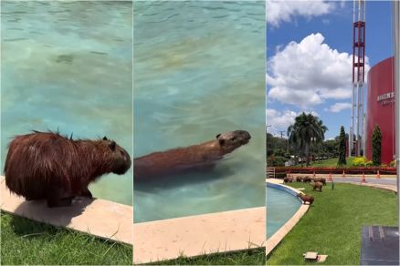V�deo mostra manada de capivaras durante banho em fonte da ALMT 