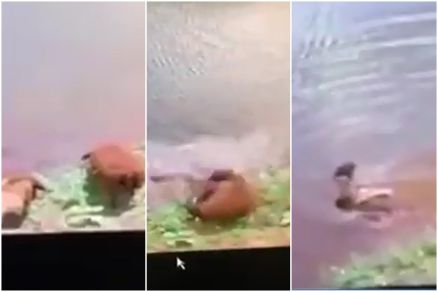 C�mera flagra ataque de cobra em Sinop 