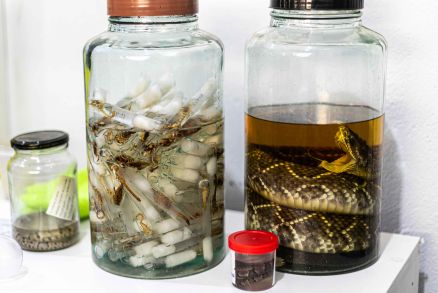 Cerca de 60 casos de animais pe�onhentos  foram registrados 