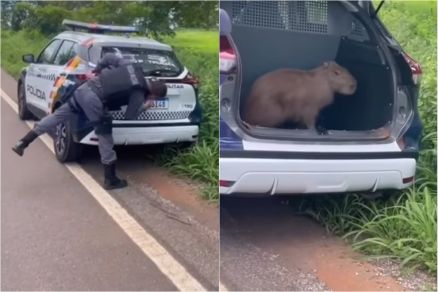 A capivara dentro do cambur�o da PM