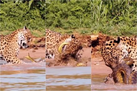 Cobra luta com on�a no Pantanal para sobreviver