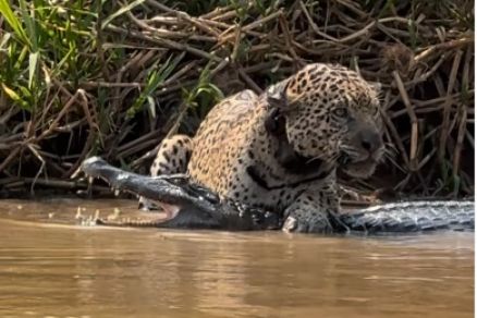 On�a-pintada descansando sobre um jacar� 