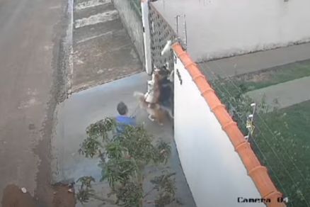 Imagem mostra momento em que gato morreu ao ser atacado por quatro cachorros em Ju�na