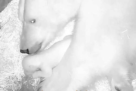 Urso Polar que nasceu no aqurio de So Paulo