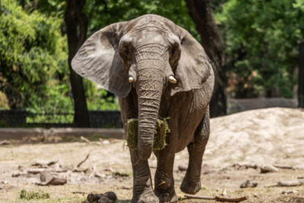 Pupy ser a primeira elefanta africana no Santurio dos Elefantes Brasil