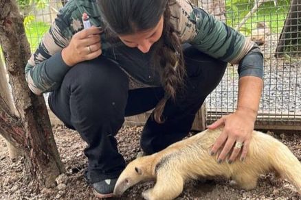 Guardi com animal silvestre; Sema abriu cadastro para voluntrios 