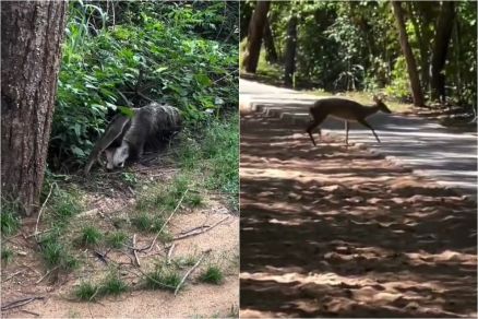 O registro feito por Luiz Ot�vio Pedroso no Parque M�e Bonif�cia