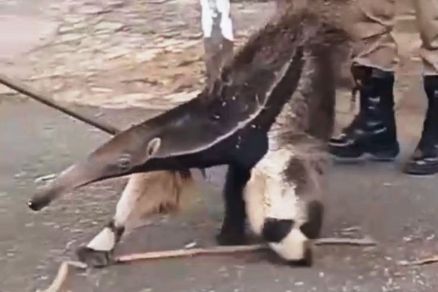 Momento em que tamandu�-bandeira � resgatado de resid�ncia em VG 