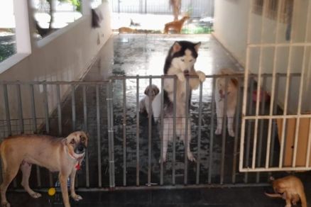 Animais de vrias raas fugiram de casa e foram recolhidos por dona de ONG que pensou se tratar de abandono