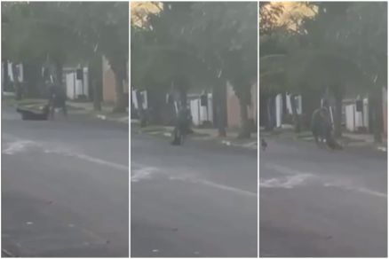 Imagens mostram momento em que cachorro  agredido em rua 