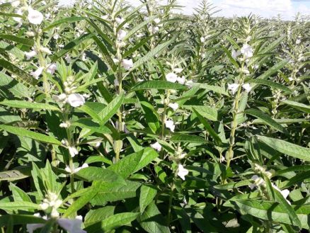 Apesar de Mato Grosso j� ocupar o posto de maior produtor de gergelim do pa�s, a cultura ainda carece de informa��es t�cnicas acess�veis