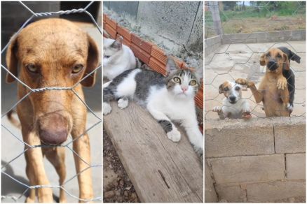 Animais dispon�veis para ado��o no abrigo Lar do Sonho em V�rzea Grande