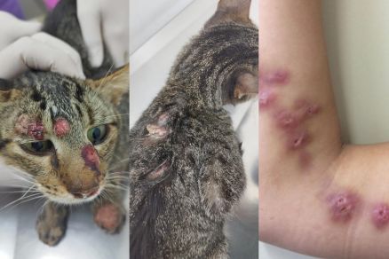 Les�es causadas pela doen�a esporotricose em animais e humanos